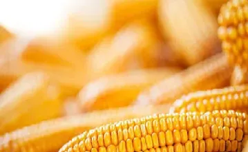 玉米期货是啥意思(玉米期货交易规则)_https://www.hougads.com_恒指直播室_第1张