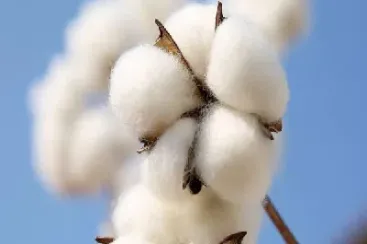 棉花期货1811什么意思(棉花期货2101什么意思)_恒指期货_第1张_厚德恒指期货直播室 棉花期货1811什么意思(棉花期货2101什么意思)_https://www.hougads.com_恒指期货_第1张