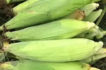 期货玉米是多少水(玉米期货交易规则)_恒指直播室_第1张_厚德恒指期货直播室 期货玉米是多少水(玉米期货交易规则)_https://www.hougads.com_恒指直播室_第1张