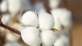 如果我买了很多棉花期货(如果我买了很多棉花期货会怎么样)_https://www.hougads.com_恒指直播室_第1张