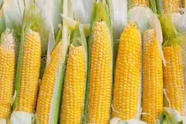 期货玉米手怎么做(用手机怎么做玉米期货)_恒指学院_第1张_厚德恒指期货直播室 期货玉米手怎么做(用手机怎么做玉米期货)_https://www.hougads.com_恒指学院_第1张