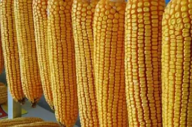 玉米期货c1801(玉米期货价格行情)_https://www.hougads.com_恒指直播室_第1张