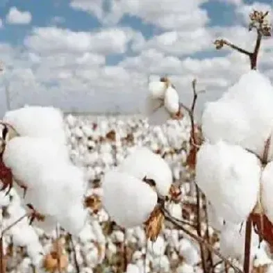 棉花期货实时价位(棉花期货实时价位查询)_恒指直播室_第1张_厚德恒指期货直播室 棉花期货实时价位(棉花期货实时价位查询)_https://www.hougads.com_恒指直播室_第1张