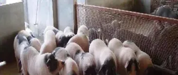 猪肉期货交割单位有哪些(猪肉期货的交易单位)_https://www.hougads.com_恒指期货_第1张