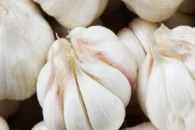 怎样看大蒜期货行情(大蒜期货在哪里看)_https://www.hougads.com_恒指期货_第1张