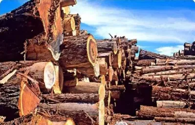 美国木材期货交割品种(美国木材期货交割品种有哪些)_https://www.hougads.com_恒指直播室_第1张