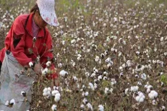 影响棉花期货的因素(影响棉花期货的因素有哪些)_https://www.hougads.com_恒指期货_第1张