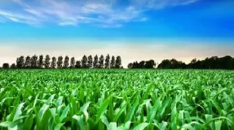 玉米期货在哪个交易所(玉米期货交易时间和规则)_https://www.hougads.com_恒指学院_第1张