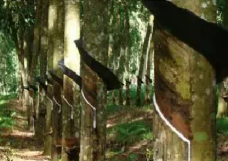 海南橡胶与橡胶期货(海南橡胶价格最新行情期货)_https://www.hougads.com_恒指学院_第1张