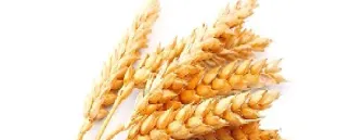 小麦期货不同代码的区别(小麦期货不同代码的区别在哪)_恒指直播室_第1张_厚德恒指期货直播室 小麦期货不同代码的区别(小麦期货不同代码的区别在哪)_https://www.hougads.com_恒指直播室_第1张