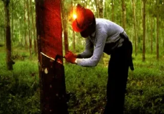 橡胶期货的橡胶是那种(日橡胶和国内橡胶期货的关系)_https://www.hougads.com_恒指学院_第1张