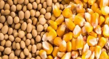 玉米淀粉期货2105什么意思(玉米淀粉2403期货行情)_https://www.hougads.com_恒指学院_第1张