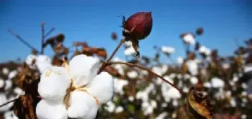 棉花期货缩量止跌(棉花期货最小变动单位)_https://www.hougads.com_恒指期货_第1张