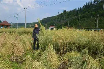 油菜籽期货交割要求(油菜籽期货实时行情)_恒指期货_第1张_厚德恒指期货直播室 油菜籽期货交割要求(油菜籽期货实时行情)_https://www.hougads.com_恒指期货_第1张
