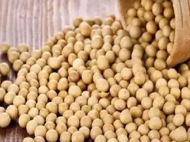 为什么买入黄大豆期货(买入大豆期货合约)_https://www.hougads.com_恒指期货_第1张