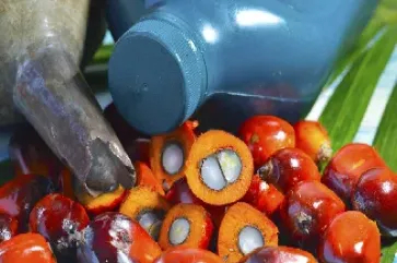 期货中的棕榈油是什么油类型(期货中的棕榈油)_https://www.hougads.com_恒指学院_第1张