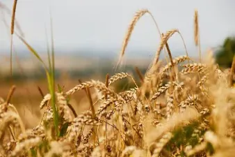 小麦期货是什么时候上市的(小麦期货是什么时候上市的呢)_https://www.hougads.com_恒指直播室_第1张