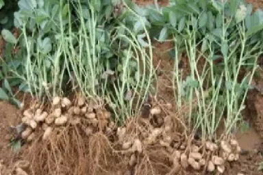 生花生期货是什么意思(花生期货交易时间)_https://www.hougads.com_恒指直播室_第1张