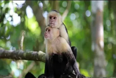 商品期货为什么可以做空(商品期货做空主力)_https://www.hougads.com_恒指直播室_第1张