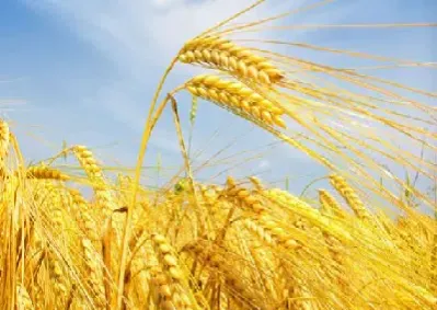 cbot小麦期货大幅收低(小麦期货涨跌每天)_https://www.hougads.com_恒指学院_第1张