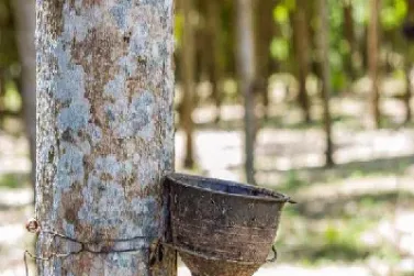 浙商期货天然橡胶(天然橡胶上海期货行情)_https://www.hougads.com_恒指学院_第1张