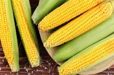 玉米期货程度为什么低(玉米期货程度为什么低呢)_https://www.hougads.com_恒指直播室_第1张