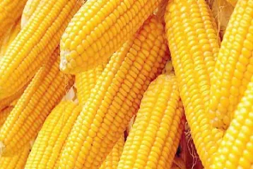 期货跟玉米相关的是什么产品(期货跟玉米相关的是什么产品类型)_https://www.hougads.com_恒指期货_第1张