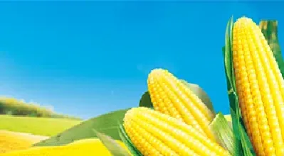 玉米期货相关产品(玉米期货投资报告)_https://www.hougads.com_恒指期货_第1张