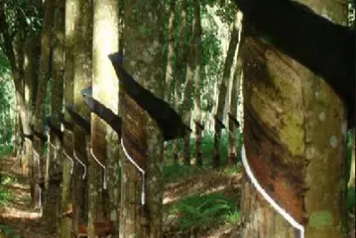 做期货橡胶看什么(期货中的橡胶是做什么用的)_https://www.hougads.com_恒指直播室_第1张