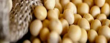 豆粕期货受到支撑(豆粕期货技术分析)_恒指学院_第1张_厚德恒指期货直播室 豆粕期货受到支撑(豆粕期货技术分析)_https://www.hougads.com_恒指学院_第1张