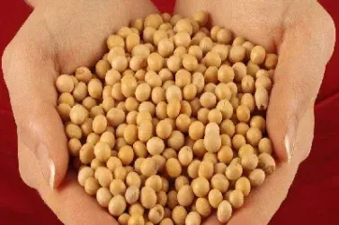 国际大豆期货账户(大豆期货交易日志)_https://www.hougads.com_恒指直播室_第1张