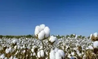 美国棉花期货主单位(美国棉花期货主单位是谁)_恒指期货_第1张_厚德恒指期货直播室 美国棉花期货主单位(美国棉花期货主单位是谁)_https://www.hougads.com_恒指期货_第1张