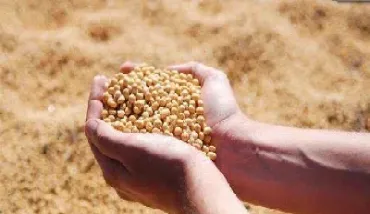 豆粕期货的期货交易(豆粕期货交易规则)_https://www.hougads.com_恒指直播室_第1张