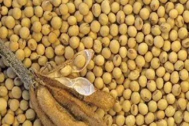 今日大豆期货价格行情(今日大豆期货价格行情查询)_https://www.hougads.com_恒指学院_第1张