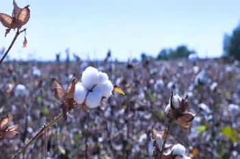 美棉花期货与国内棉花期货(美棉花期货行情实时)_https://www.hougads.com_恒指学院_第1张