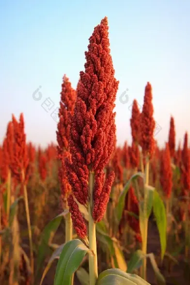 高粱期货实时行情(期货今日实时行情)_恒指期货_第1张_厚德恒指期货直播室 高粱期货实时行情(期货今日实时行情)_https://www.hougads.com_恒指期货_第1张