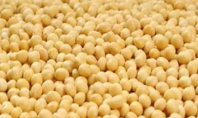 大豆期货每手多少吨(大豆期货一手需要多少保证金)_https://www.hougads.com_恒指直播室_第1张