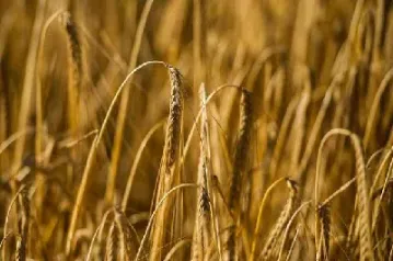 农产品期货市场在哪里(农产品的期货市场)_https://www.hougads.com_恒指直播室_第1张