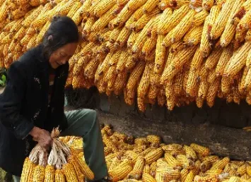 今天玉米期货最新价格(今天玉米期货行情)_https://www.hougads.com_恒指直播室_第1张