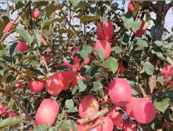 苹果期货基准价(期货基准价什么意思)_https://www.hougads.com_恒指期货_第1张