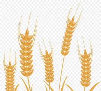 小麦期货价格单位(小麦期货怎么换算价格的)_https://www.hougads.com_恒指学院_第1张