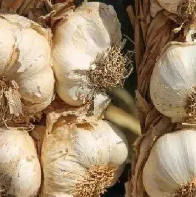 大蒜期货在哪个交易所(期货大蒜的行情走势)_https://www.hougads.com_恒指学院_第1张