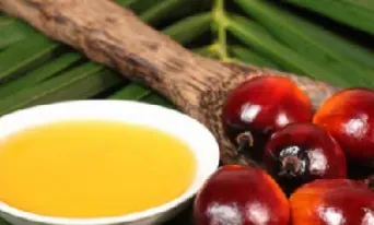 棕榈油期货上涨(棕榈油指数期货)_https://www.hougads.com_恒指期货_第1张