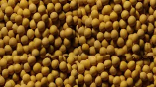 黄豆主力股票期货手机走势图(黄豆期货实时行情)_恒指期货_第1张_厚德恒指期货直播室 黄豆主力股票期货手机走势图(黄豆期货实时行情)_https://www.hougads.com_恒指期货_第1张