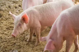 生猪期货上市了吗(生猪期货怎么开通)_https://www.hougads.com_恒指直播室_第1张