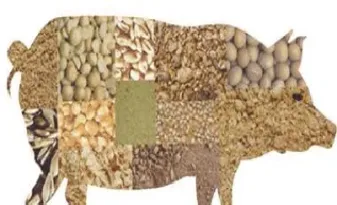 豆粕对猪的作用(豆粕对猪的作用是什么)_https://www.hougads.com_恒指直播室_第1张