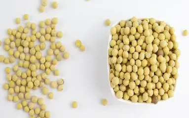 大豆期货投资建议(大豆期货品种投资分析报告)_https://www.hougads.com_恒指直播室_第1张