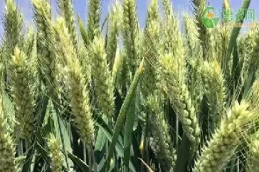 小麦期货品种有哪些(小麦期货叫什么)_https://www.hougads.com_恒指学院_第1张